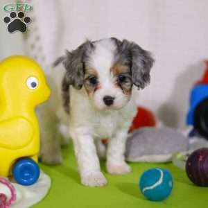 Bonnie, Cavapoo Puppy